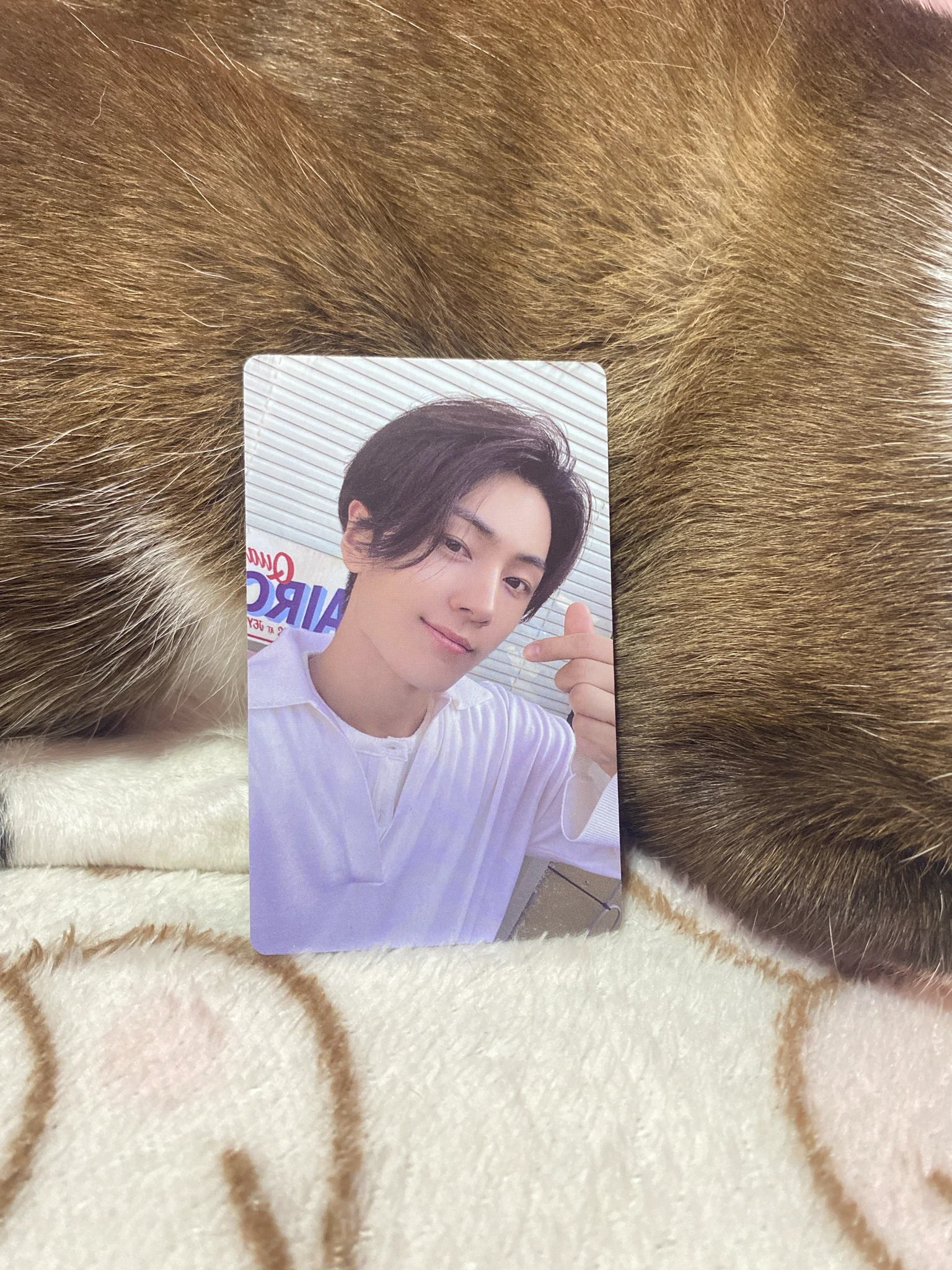 ENHYPEN Jay ENHYPEN - Jay - ROMANCE: UNTOLD Album weverse album version album photocard korean album A version listing photo 1