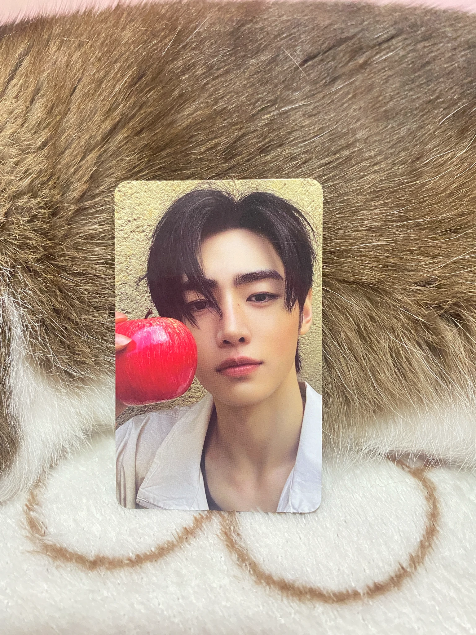 ENHYPEN Sunghoon ENHYPEN - Sunghoon - THE SIN: VANISH Album album photocard korean album fugitives version listing photo 1