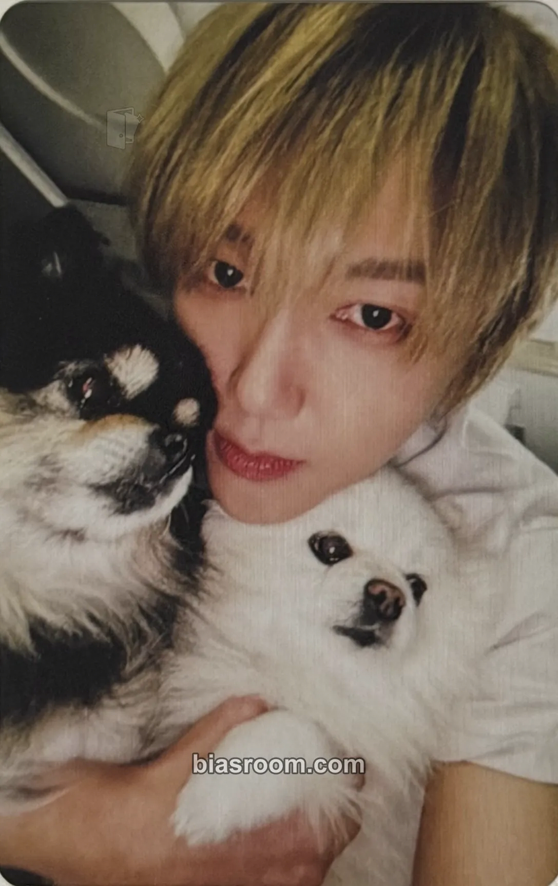 Yesung Sakihokoru Toki o Matsu no wa (Yesung Solo) Photocard - SUPER JUNIOR - SUPER JUNIOR K-pop photocard