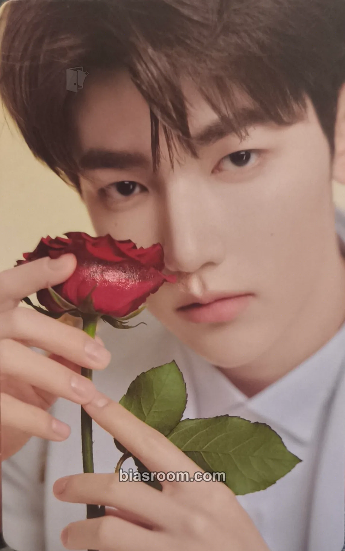 Hao Zhang Hao x Tangle Teezer Photocard - ZEROBASEONE - ZEROBASEONE K-pop photocard